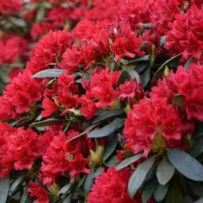 Рододендрон БУЗУКИ в Балашихе