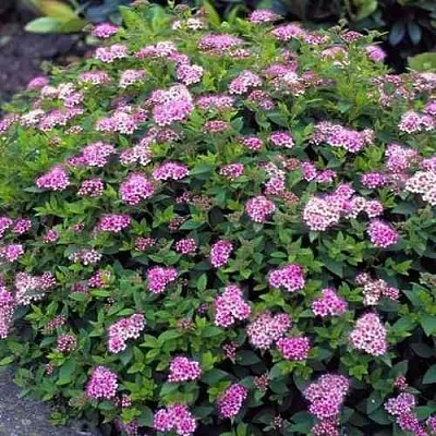 Спирея ЛИТЛ ПРИНЦЕСС японская  Спирея ЛИТЛ ПРИНЦЕСС японская в Балашихе