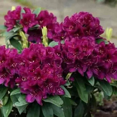 Рододендрон КАЛИ в Балашихе