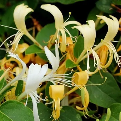 Жимолость ХАЛЛИАНА японская (Хелиана)  Жимолость ХАЛЛИАНА японская (Хелиана) в Балашихе