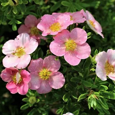 Лапчатка ЛАВЛИ ПИНК кустарниковая  Лапчатка ЛАВЛИ ПИНК кустарниковая в Балашихе