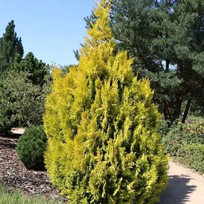 Туя СТОУНХАМ ГОЛД складчатая в Балашихе