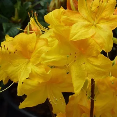 Азалия ЛИМЕТТА листопадная   Азалия ЛИМЕТТА листопадная  в Балашихе