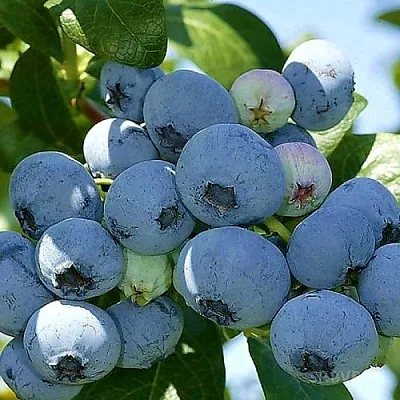 Голубика НУИ  Голубика НУИ в Балашихе