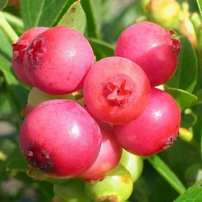 Голубика ПИНК ЛИМОНАД  Голубика ПИНК ЛИМОНАД в Балашихе