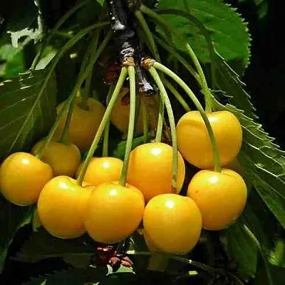 Черешня ЧЕРМАШНАЯ  Черешня ЧЕРМАШНАЯ в Балашихе