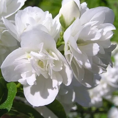 Жасмин ЖИРАНДОЛЬ  Жасмин ЖИРАНДОЛЬ в Балашихе