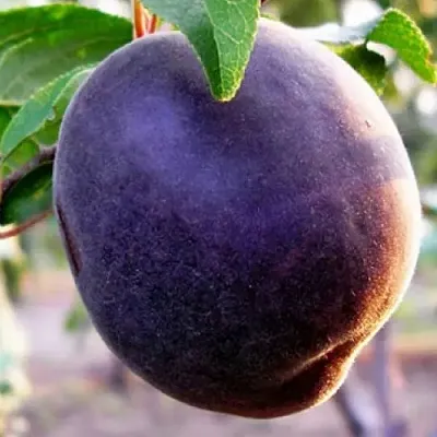 Абрикос ШЛОР ЦИРАН в Балашихе