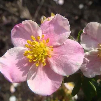 Лапчатка ПИНК КВИН кустарниковая  Лапчатка ПИНК КВИН кустарниковая в Балашихе