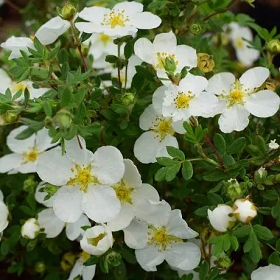 Лапчатка АББОТСВУД кустарниковая  Лапчатка АББОТСВУД кустарниковая в Балашихе