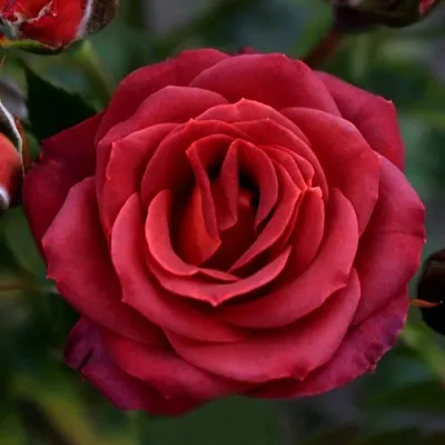 Саженцы роз ЧОКОЧИНО спрей  Саженцы роз ЧОКОЧИНО спрей в Балашихе