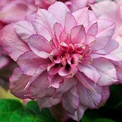 Клематис ИННОСЕНТ ГЛАНС  Клематис ИННОСЕНТ ГЛАНС в Балашихе