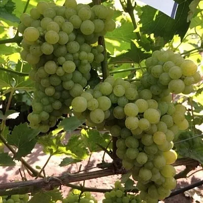 Виноград КИШМИШ 311 в Балашихе