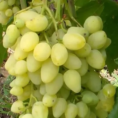 Виноград ЗАРНИЦА в Балашихе