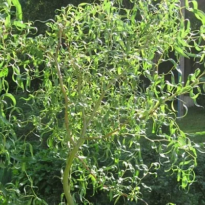 Ива МАТСУДАНА  Ива МАТСУДАНА в Балашихе