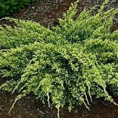 Можжевельник ДРИМ ДЖОЙ чешуйчатый в Балашихе