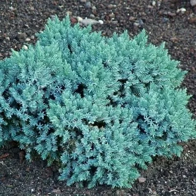 Можжевельник БЛЮ СТАР чешуйчатый в Балашихе