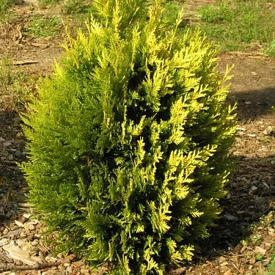 Туя КОППЕР ГОЛД западная в Балашихе