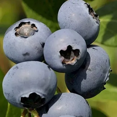 Голубика ЧАНДЛЕР  Голубика ЧАНДЛЕР в Балашихе