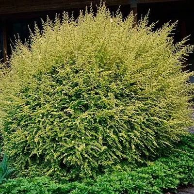 Жимолость в Балашихе