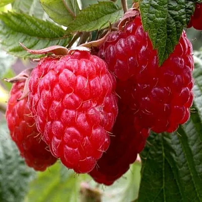 Малина КВЕЛЛИ в Балашихе