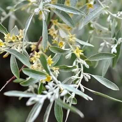 Лох в Балашихе