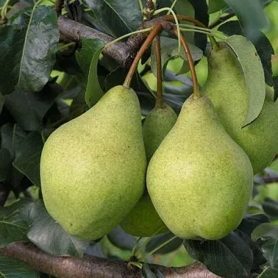 Груша ОРЛОВСКАЯ ЛЕТНЯЯ  Груша ОРЛОВСКАЯ ЛЕТНЯЯ в Балашихе