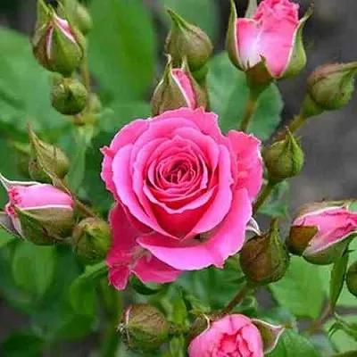 Саженцы роз ЛАВЛИ ЛИДИЯ спрей в Балашихе