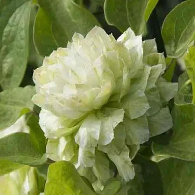 Клематис КОХАНА  Клематис КОХАНА в Балашихе