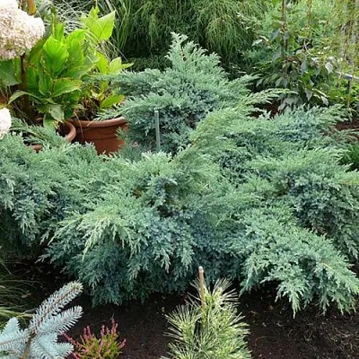 Можжевельник БЛЮ ШВЕД (СВИД) чешуйчатый в Балашихе