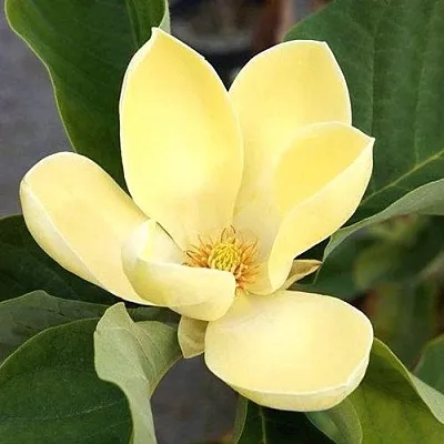 Магнолия ЕЛЛОУ ЛАНТЕРН в Балашихе