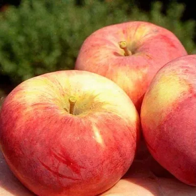 Яблоня ОРЛОВИМ  Яблоня ОРЛОВИМ в Балашихе