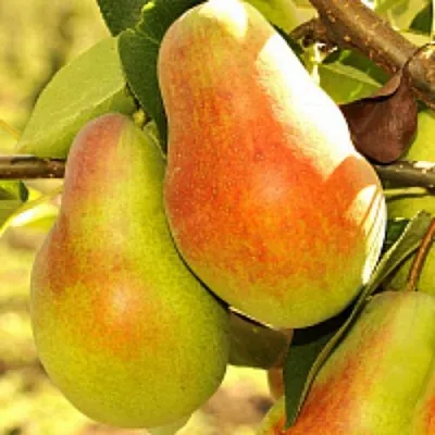 Груша РУССКАЯ КРАСАВИЦА (КРАСАВИЦА ЧЕРНЕНКО)  Груша РУССКАЯ КРАСАВИЦА (КРАСАВИЦА ЧЕРНЕНКО) в Балашихе