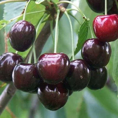 Черешня ЛЮБИМИЦА АСТАХОВА  Черешня ЛЮБИМИЦА АСТАХОВА в Балашихе