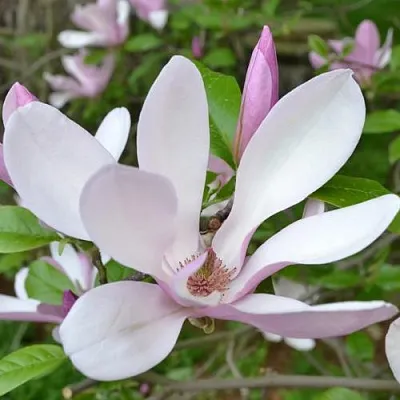 Магнолия ДЖОРДЖ ГЕНРИ КЕРН в Балашихе