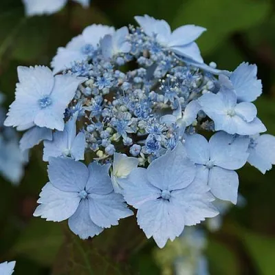 Гортензия БЛЮ ДЕКЛ пильчатая  Гортензия БЛЮ ДЕКЛ пильчатая в Балашихе