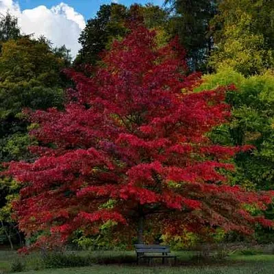Дуб болотный  Дуб болотный в Балашихе