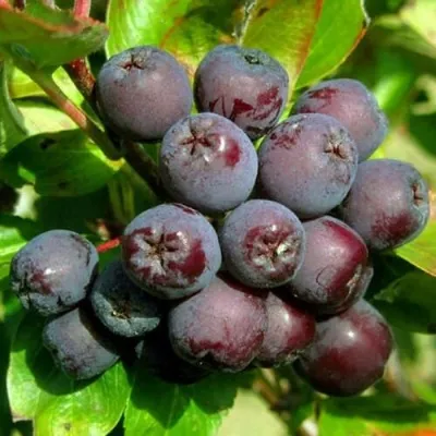 Рябина ЛИКЁРНАЯ сладкоплодная в Балашихе