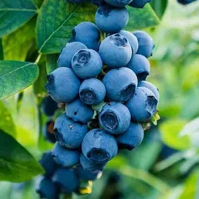 Голубика БОНИФАЦИЙ  Голубика БОНИФАЦИЙ в Балашихе