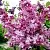 Сирень ОЛИМПИАДА КОЛЕСНИКОВА в Балашихе