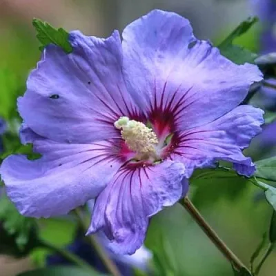 Гибискус МАРИНА сирийский в Балашихе