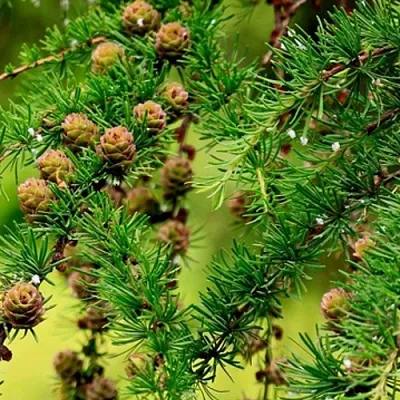 Лиственница в Балашихе