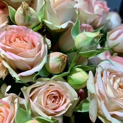 Саженцы роз АЗОРЕ спрей в Балашихе