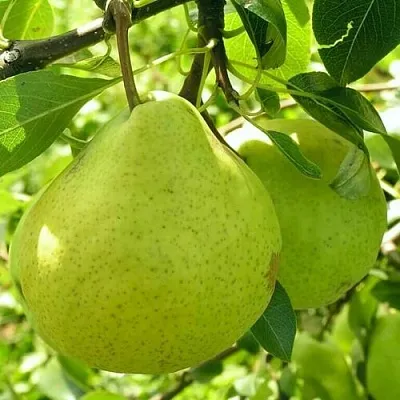 Груша ДАЛИКОР колонновидная  Груша ДАЛИКОР колонновидная в Балашихе