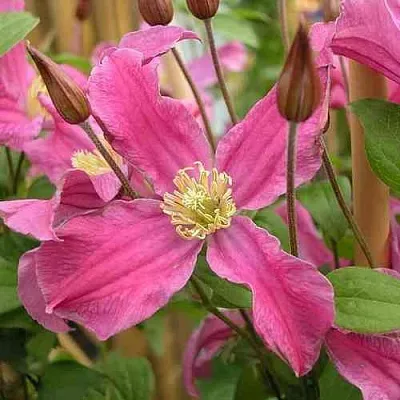 Клематис ИНСПИРЕЙШН ЗОЙН  Клематис ИНСПИРЕЙШН ЗОЙН в Балашихе