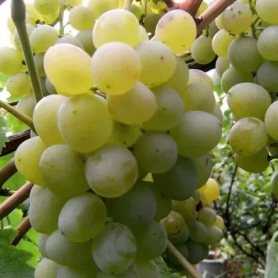 Виноград ТАЛИСМАН в Балашихе