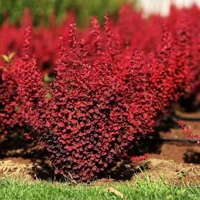 Барбарис ОРАНЖ РОКЕТ тунберга в Балашихе