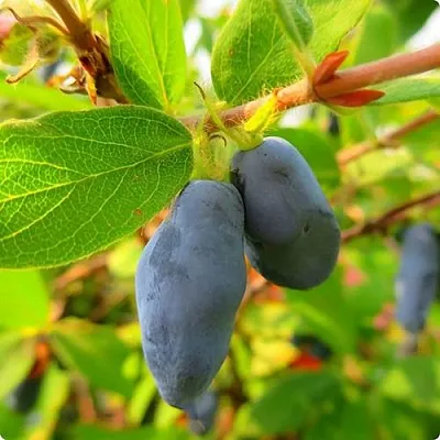 Жимолость съедобная БОРЕАЛ БЛИЗЗАРД (СЕВЕРНАЯ МЕТЕЛЬ) в Балашихе