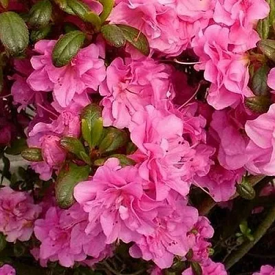 Азалия ПЕТТИКОУТ японская  Азалия ПЕТТИКОУТ японская в Балашихе