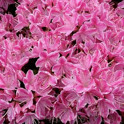 Азалия КЕРМЕСИНА РОУЗ японская  Азалия КЕРМЕСИНА РОУЗ японская в Балашихе